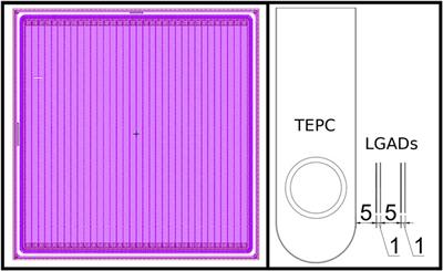 A Novel Hybrid Microdosimeter for Radiation Field Characterization Based on the Tissue Equivalent Proportional Counter Detector and Low Gain Avalanche Detectors Tracker: A Feasibility Study